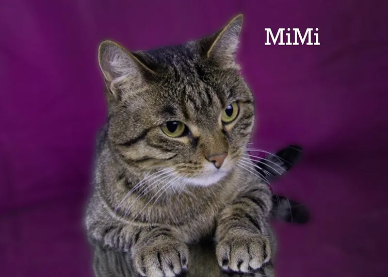 Mimi thumbnail 3