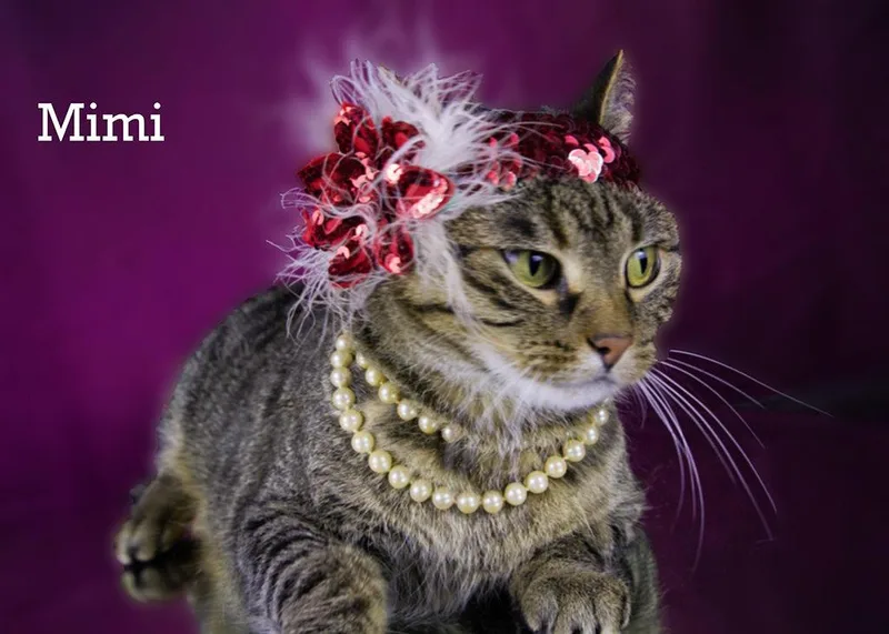 Mimi thumbnail 4