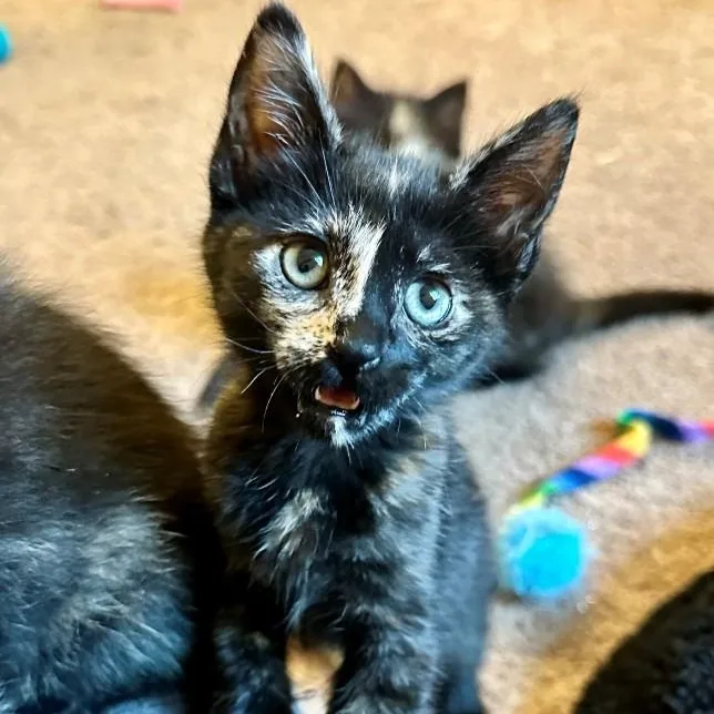 A baby small-sized female Tortoiseshell Domestic Short Hair cat named Blossom Beach for adoption in Morrison, CO