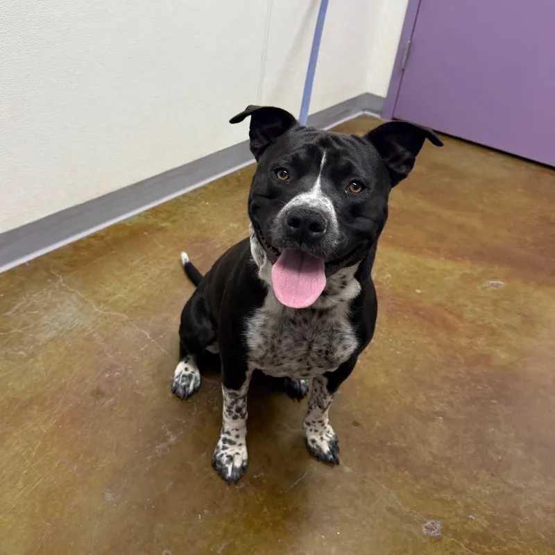 A young medium-sized male Black Pit Bull Terrier dog named Toby for adoption in Albuquerque, NM