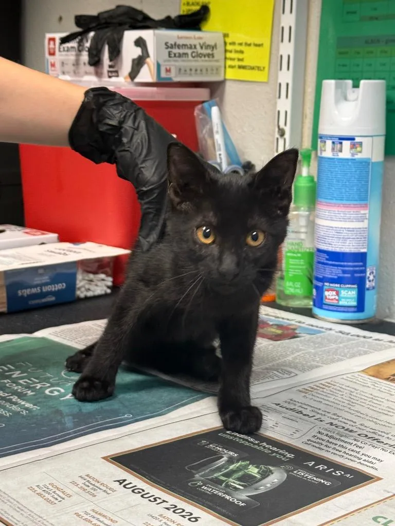 A baby medium-sized female Domestic Short Hair cat named Terraria for adoption in Sorrento, LA