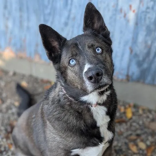 A senior large-sized male Mixed Breed dog named Marley for adoption in West Olive, MI