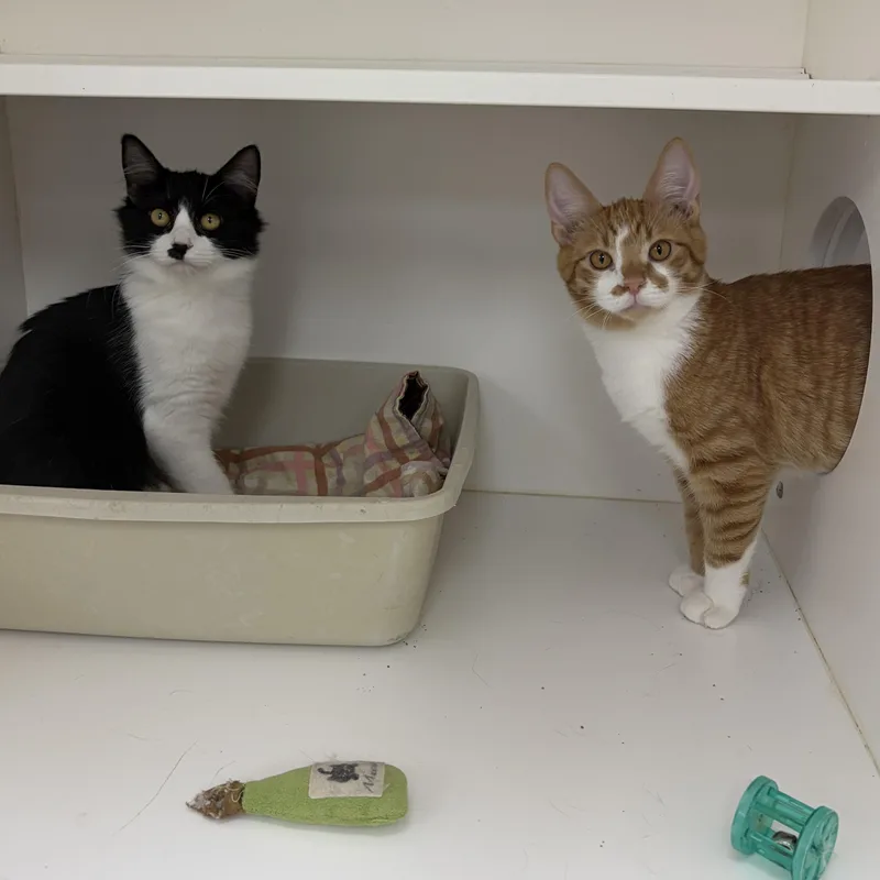 A young medium-sized male Domestic Short Hair cat named Morris for adoption in Neillsville, WI