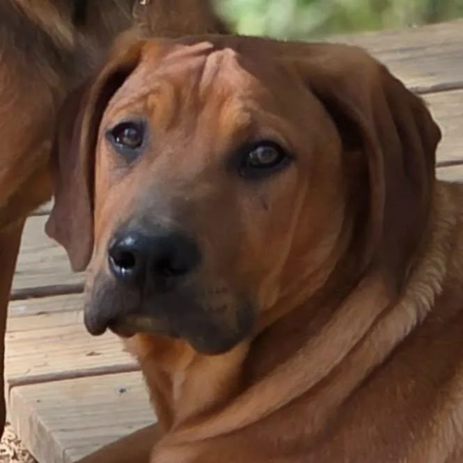 A baby large-sized male Coonhound dog named Jethro for adoption in Bloomfield, CT