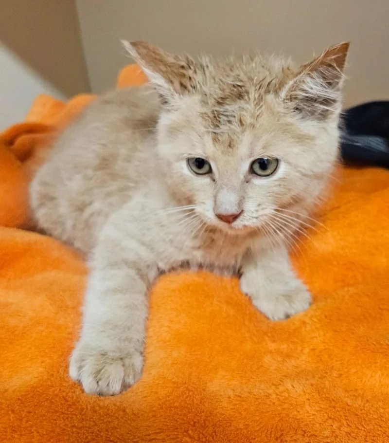 A baby medium-sized male Domestic Short Hair cat named Clay for adoption in Bloomington, IN