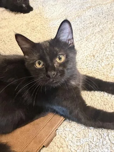 Onyx thumbnail 2
