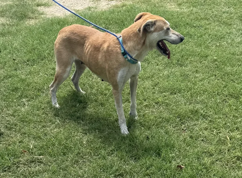 A young large-sized female Yellow / Tan / Blond / Fawn Carolina Dog dog named River for adoption in Brookeville, MD
