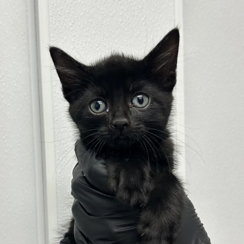 A baby small-sized female Black Domestic Short Hair cat named Gigi for adoption in Abilene, TX