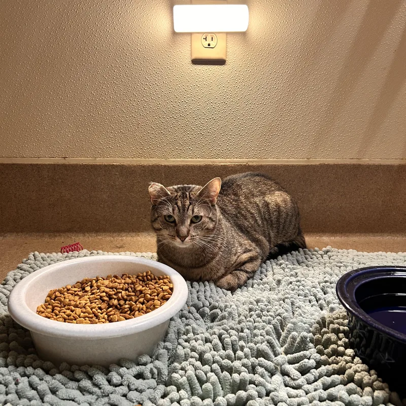 A young medium-sized male Tabby (Brown / Chocolate) Domestic Short Hair cat named Doritos Locos Taco for adoption in Myerstown, PA