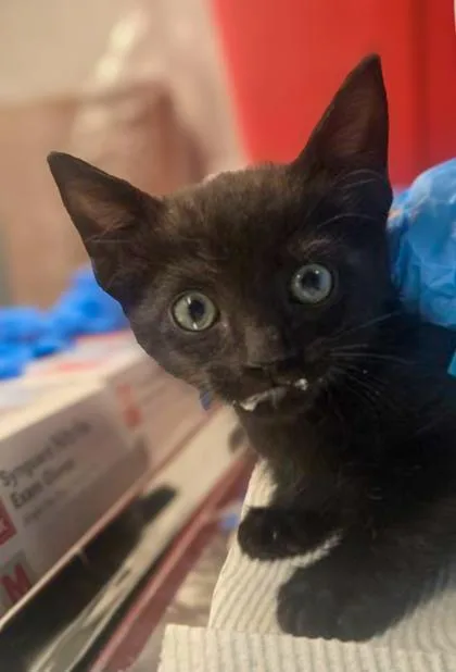 A baby small-sized male Domestic Short Hair cat named Karev for adoption in Fresno, CA