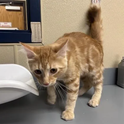An adult medium-sized male Domestic Medium Hair cat named Toast for adoption in Merriam, KS