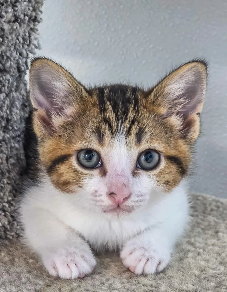 A baby small-sized female British Shorthair cat named Sitarra for adoption in Gold Beach, OR