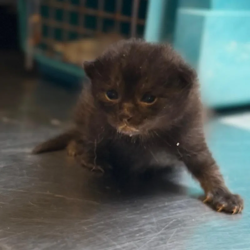 Mr. Meowgi