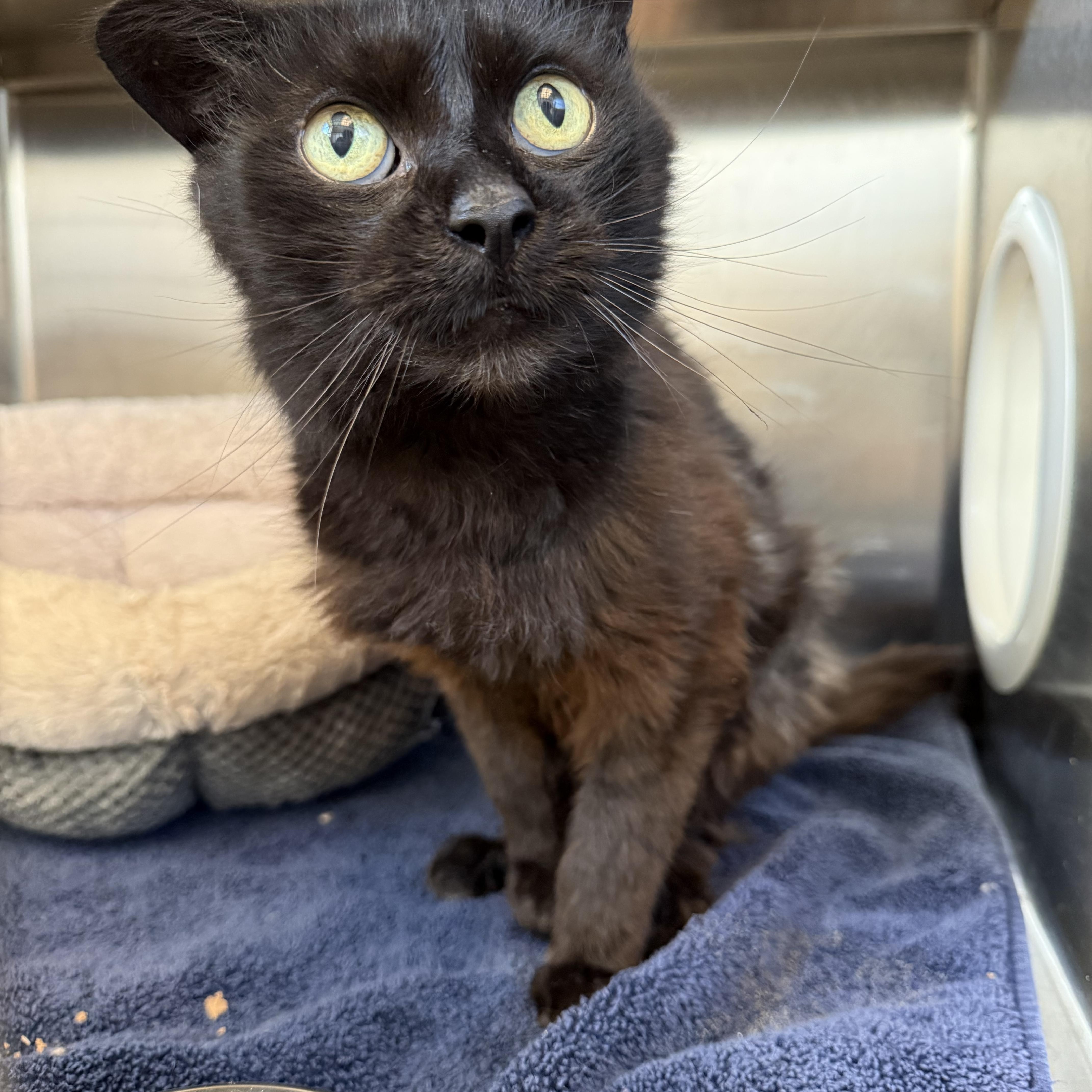 An adult medium-sized male Domestic Short Hair cat named Dapple for adoption in Brownsville, VT