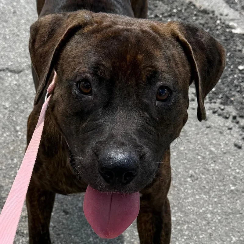 A young small-sized male Black Labrador Retriever dog named Duke for adoption in Bronson, FL