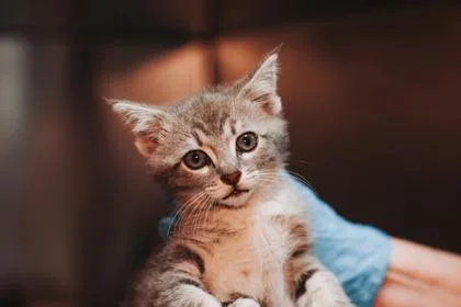 A young small-sized female Domestic Short Hair cat named A Oona for adoption in North Charleston, SC