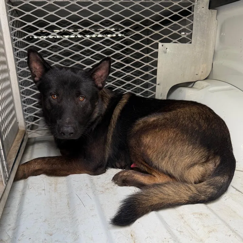 An adult medium-sized male Black Shepherd dog named Stark for adoption in Edinburg, TX