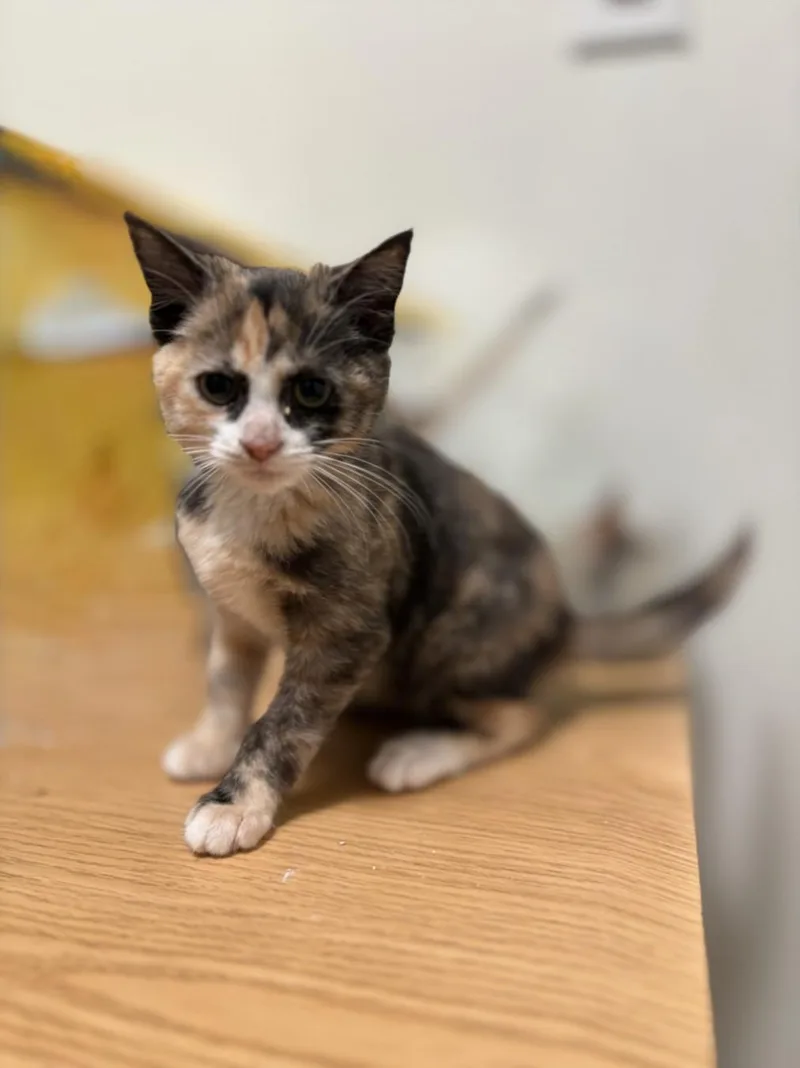 A baby small-sized female Domestic Short Hair cat named Brenda for adoption in Olivehurst, CA