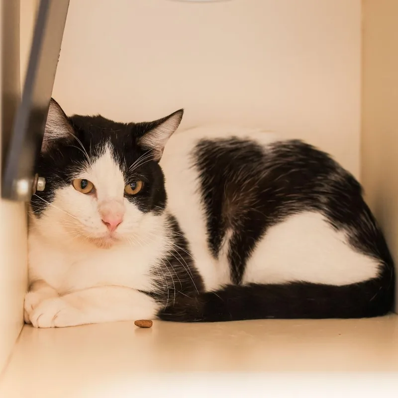 An adult medium-sized male White Domestic Short Hair cat named Billy for adoption in Los Angeles, CA