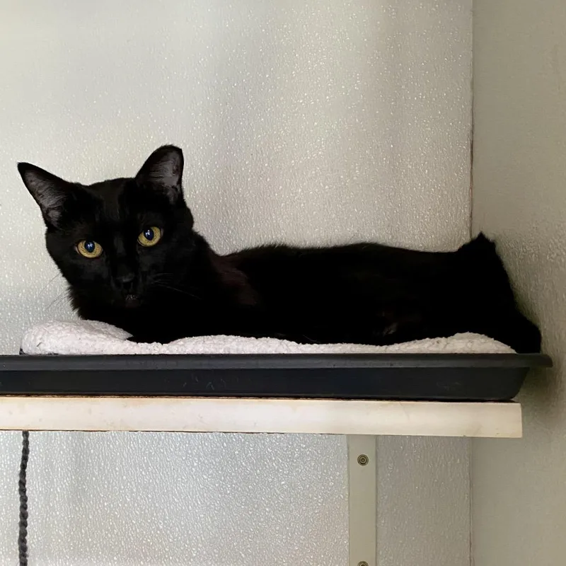 An adult medium-sized female Black Domestic Short Hair cat named Gabby Costa Mesa Location for adoption in Chino Hills, CA