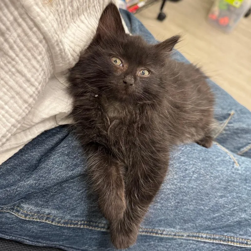 A baby small-sized male Black Domestic Short Hair cat named Ozzi for adoption in Briarcliff Manor, NY