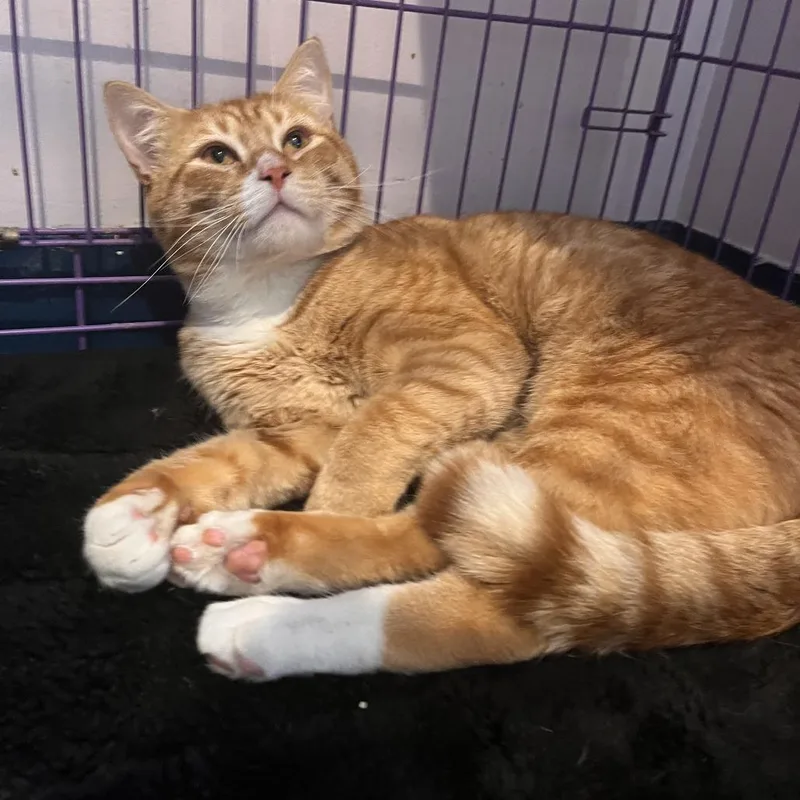 An adult large-sized male Orange / Red Domestic Short Hair cat named Dablio for adoption in Salisbury, MA