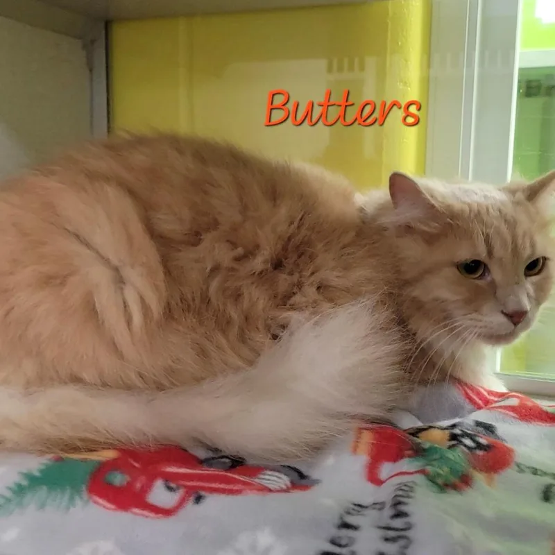 Butters
