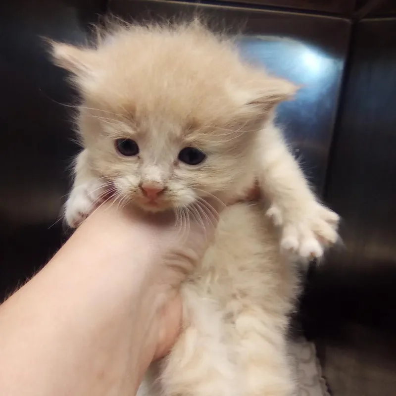 Butters thumbnail 3