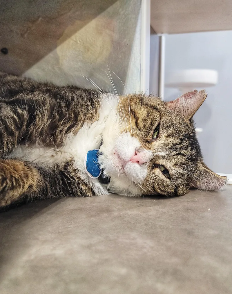 An adult large-sized male Tabby (Brown / Chocolate) Domestic Short Hair cat named Gary The Cat for adoption in Grand Rapids, MI