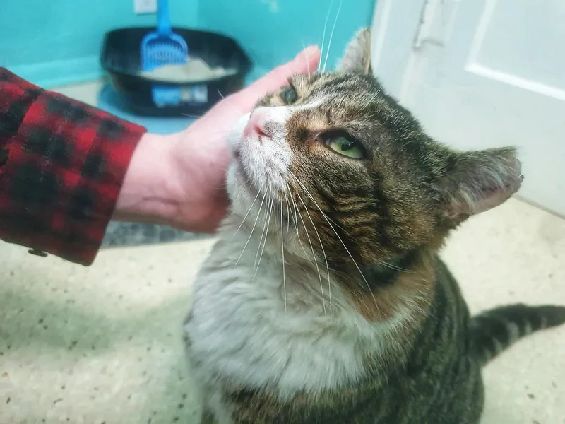 Gary The Cat thumbnail 3