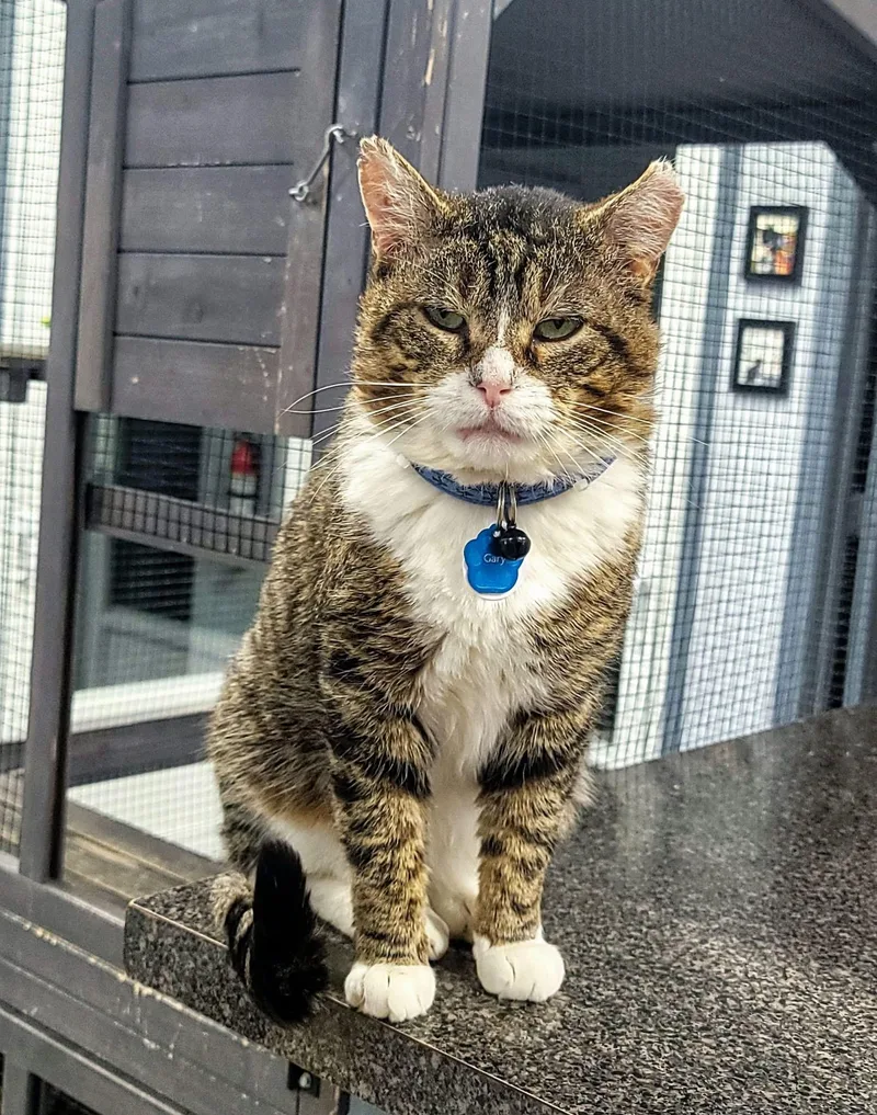 Gary The Cat thumbnail 4