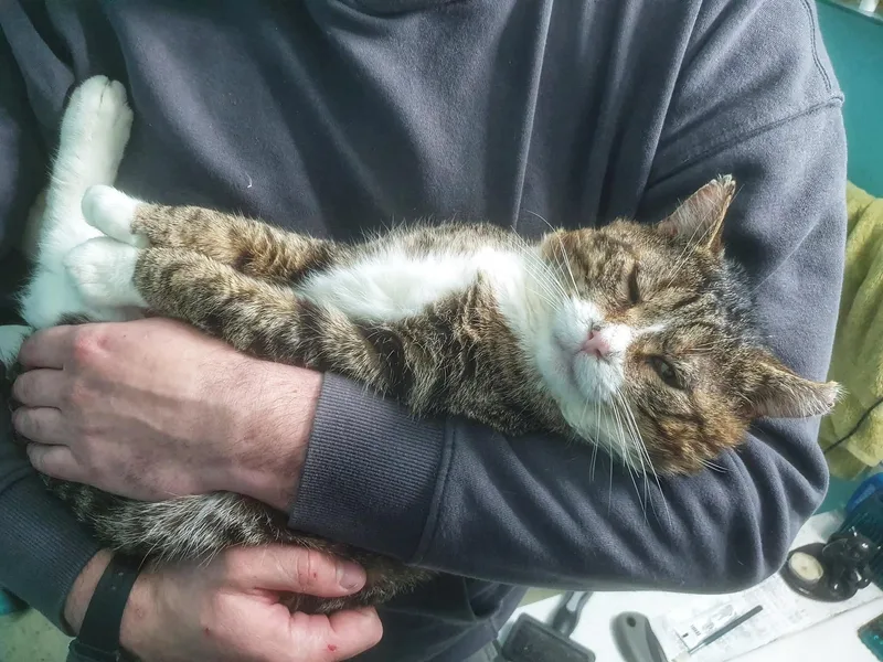 Gary The Cat thumbnail 5