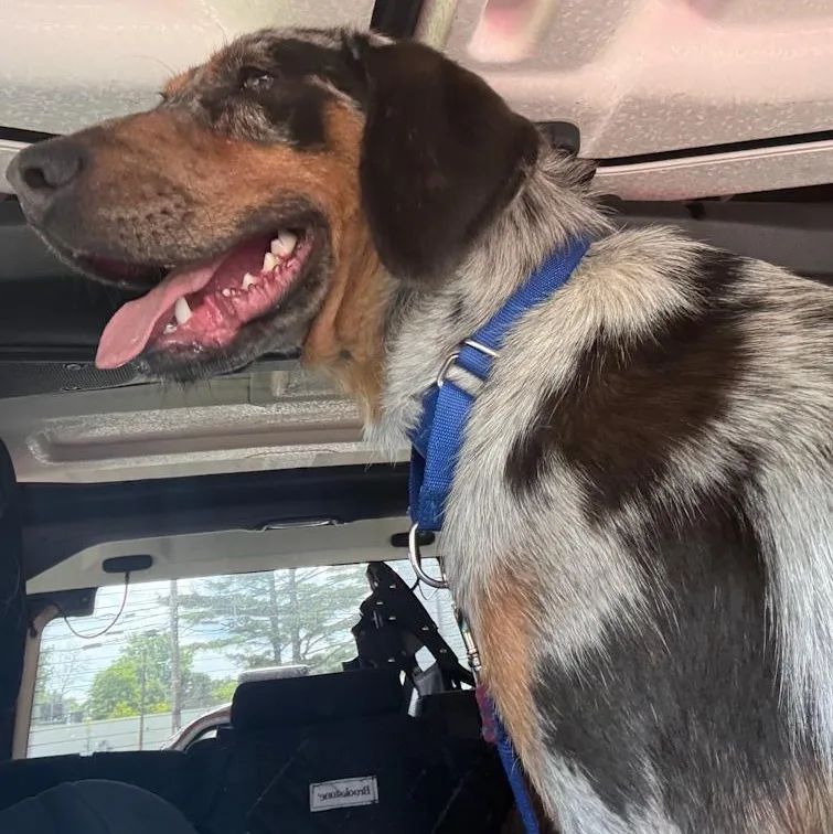 A young medium-sized male Catahoula Leopard Dog dog named Colt for adoption in Toledo, OH