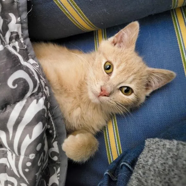 A young small-sized female Domestic Short Hair cat named Mouse Bonded Buddy for adoption in Des Moines, IA