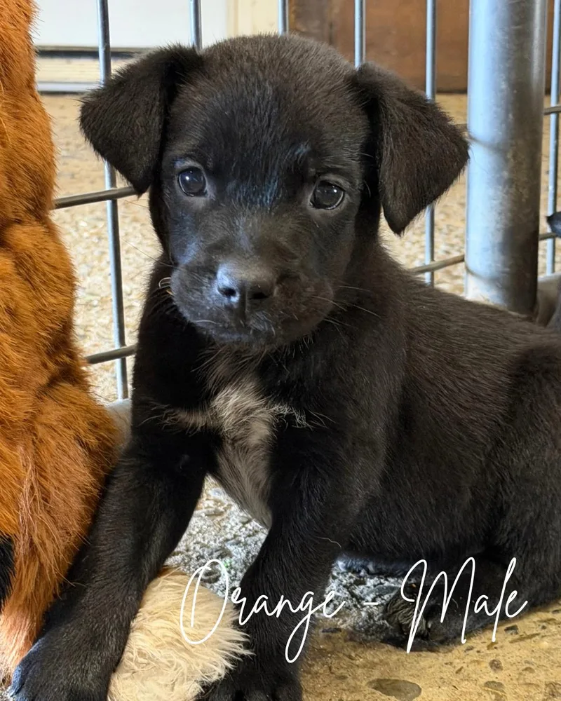 A baby medium-sized male Labrador Retriever dog named Merle for adoption in Herald, CA