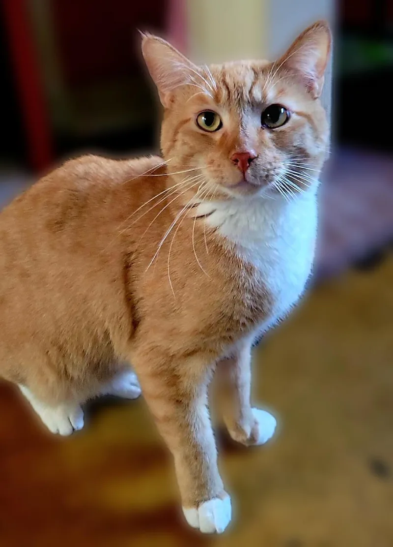 A young medium-sized male Orange & White Domestic Short Hair cat named Manny for adoption in Scottsdale, AZ