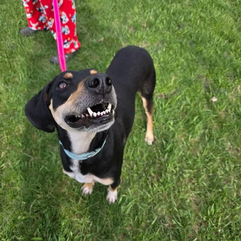 An adult medium-sized male Bloodhound dog named Banner for adoption in Tomah, WI