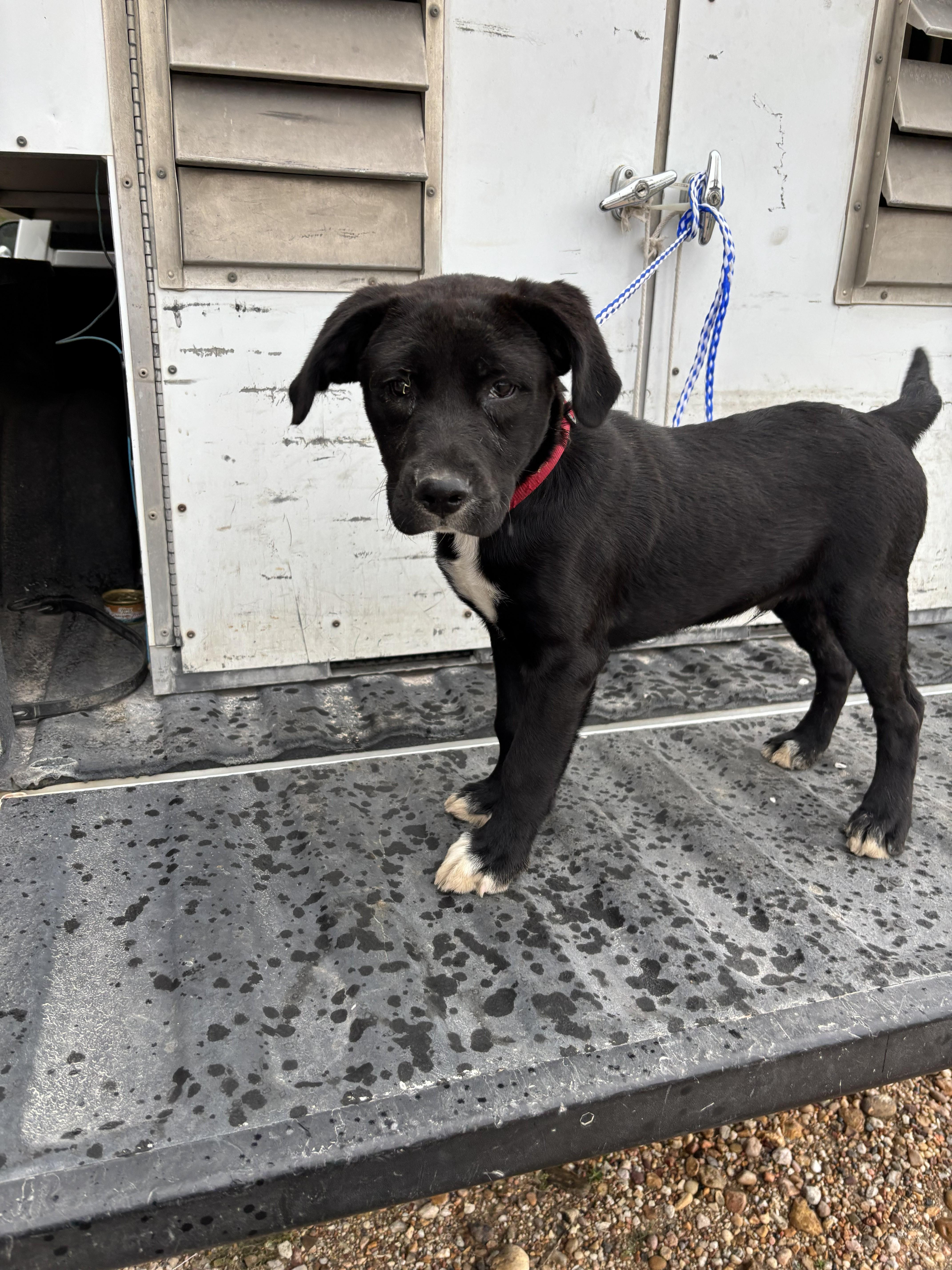 A young medium-sized male Black Labrador Retriever dog named Found  Tux for adoption in Edna, TX