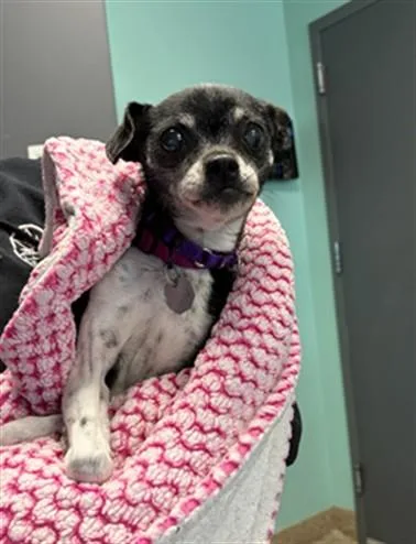 A senior small-sized female Chihuahua dog named Celia for adoption in Aurora, CO
