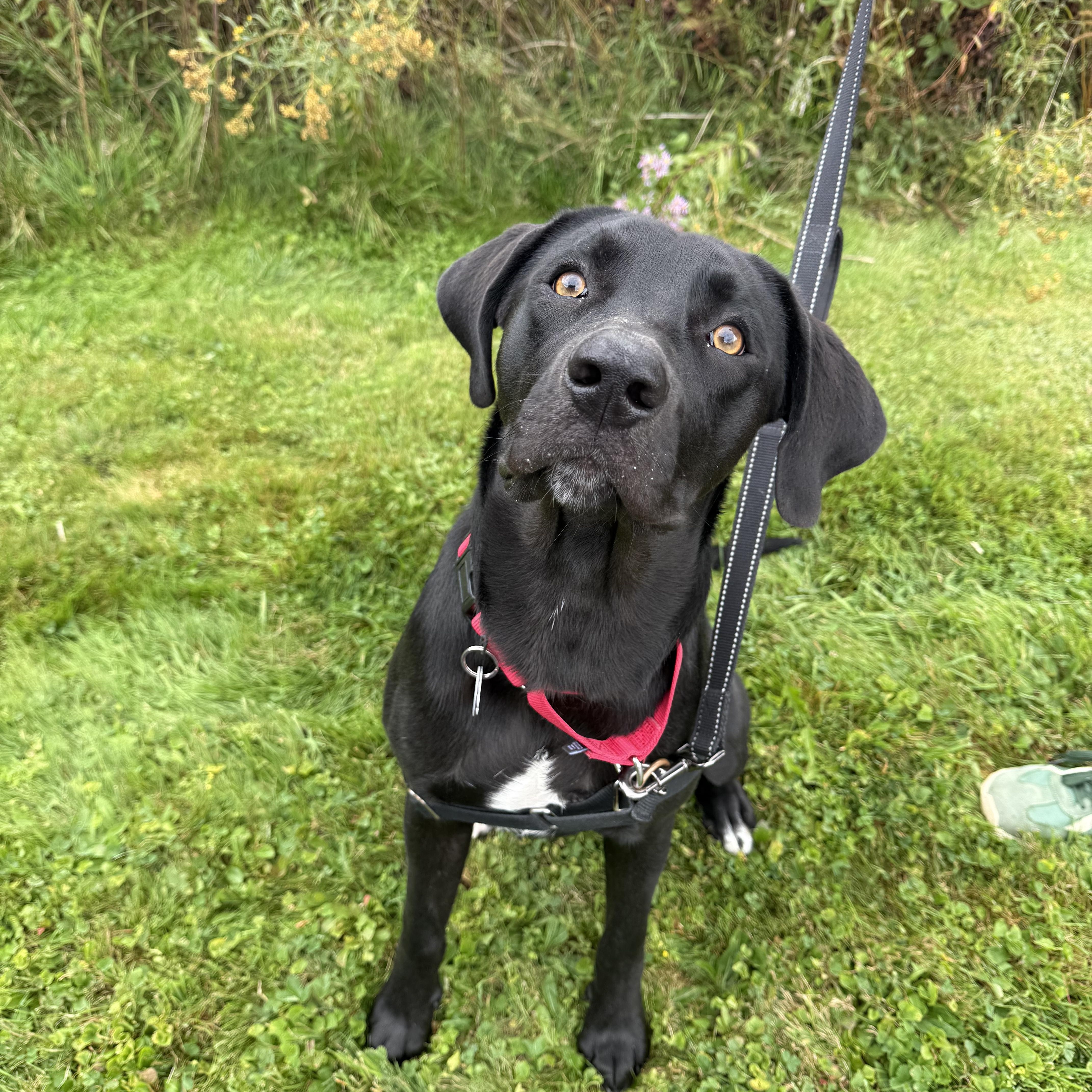 A young large-sized male Black Labrador Retriever dog named Woody for adoption in Brownsville, VT