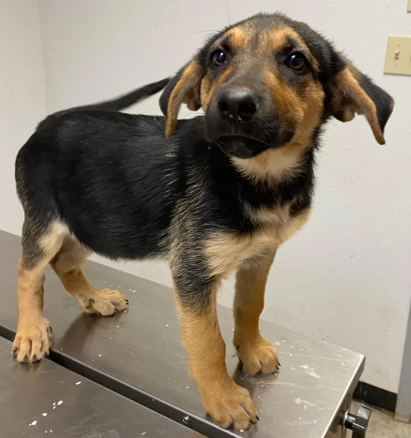 A baby small-sized female Mixed Breed dog named Lucy for adoption in Lockhart, TX