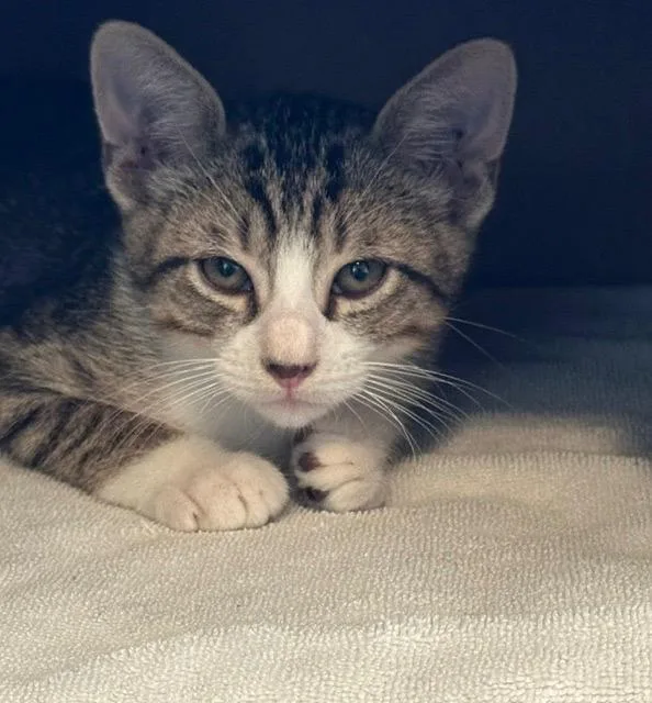 A baby medium-sized male Tabby cat named Tommy Boy for adoption in San Antonio, TX