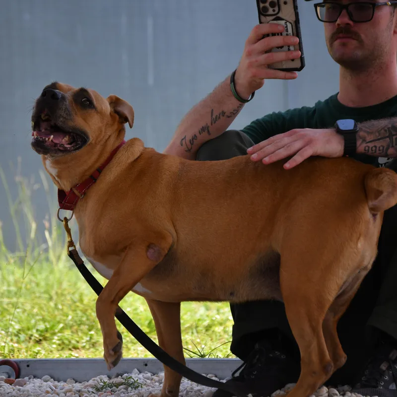 A senior large-sized female Yellow / Tan / Blond / Fawn American Bulldog dog named Bailey for adoption in Defuniak Springs, FL