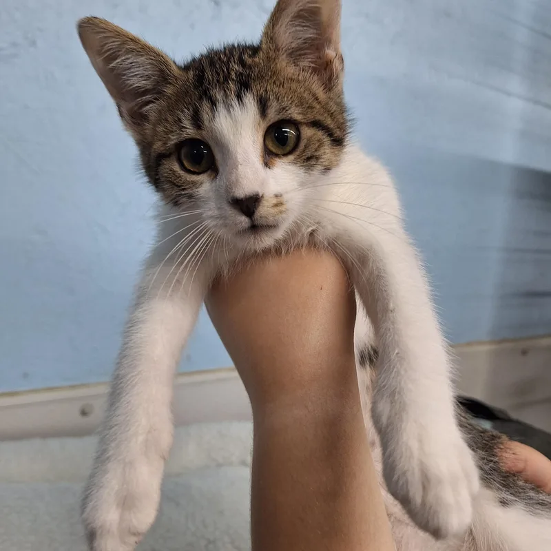 A baby medium-sized female Domestic Short Hair cat named Clara for adoption in Clarinda, IA