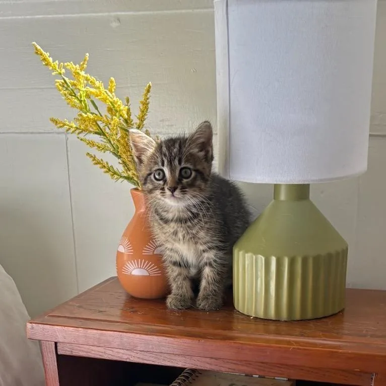 A baby small-sized male Brown / Chocolate Domestic Short Hair cat named Pip for adoption in Columbus, GA