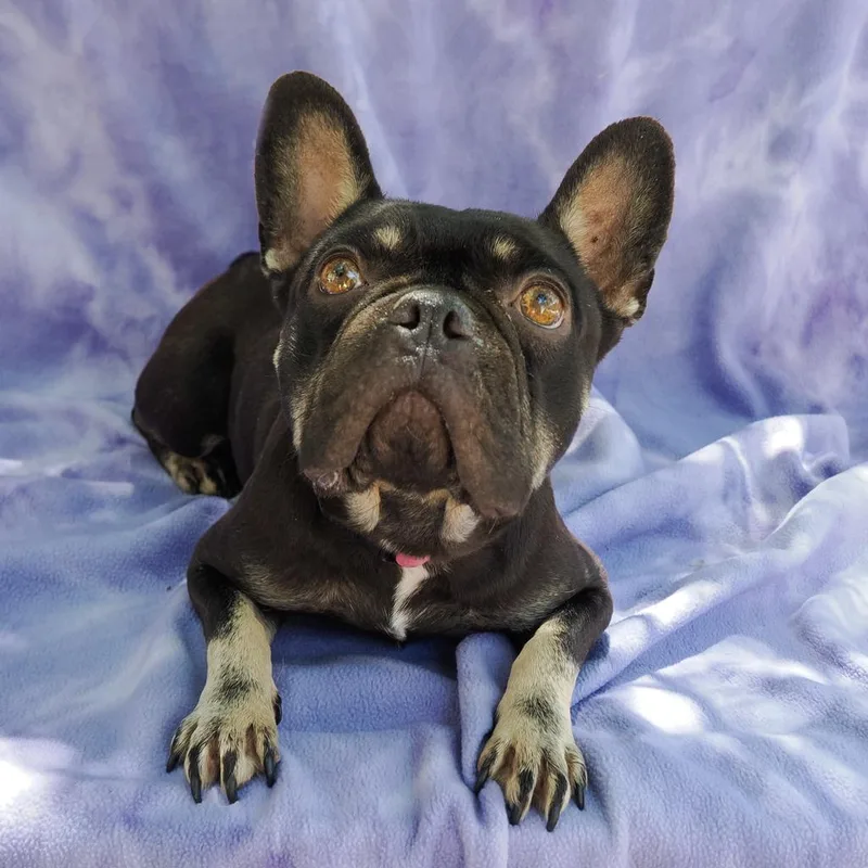 An adult small-sized female Black French Bulldog dog named Penny Lane for adoption in Point Richmond, CA