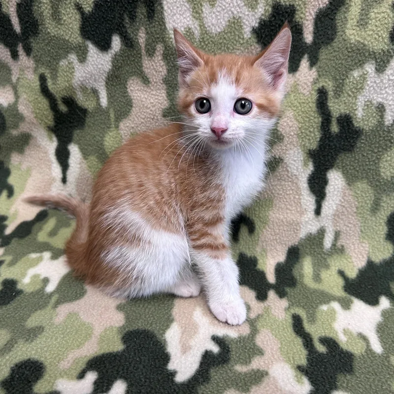 A young medium-sized male Orange & White Domestic Short Hair cat named Birch for adoption in Edinburg, VA