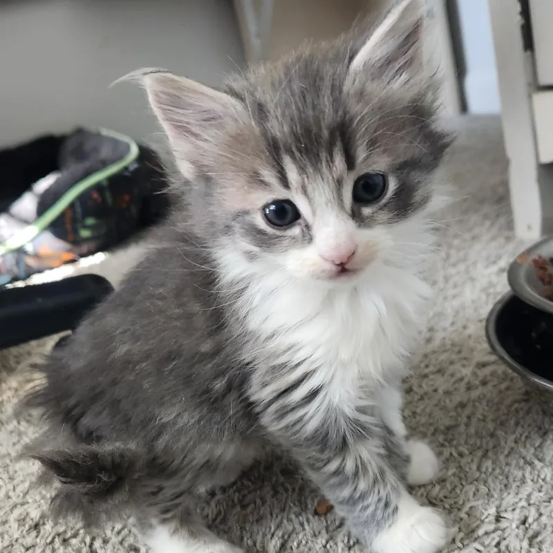 A baby small-sized male Domestic Short Hair cat named Poppy In Nokesville  for adoption in Alexandria, VA