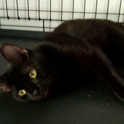 An adult medium-sized female Black Domestic Short Hair cat named Missy for adoption in Laurelville, OH