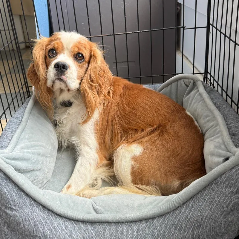 An adult medium-sized male Red / Chestnut / Orange Cavalier King Charles Spaniel dog named Hollis for adoption in Breese, IL